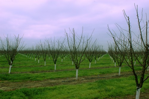 Roadside Orchard