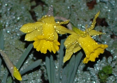 Daffodils in the rain